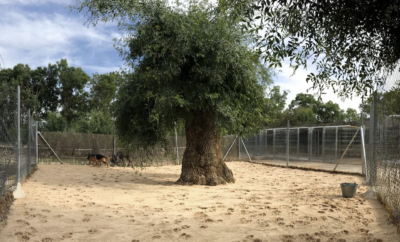 La Madriguera Canina | Hotel para Perros en la naturaleza